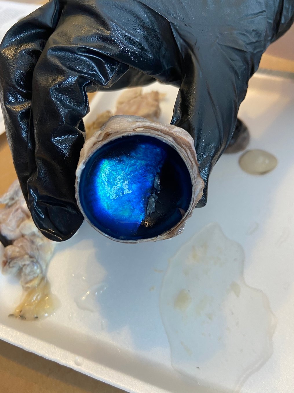 Cow Eye from lab dissection kit 